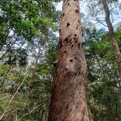 Unverified Other Tree at Pillar Valley, NSW - 18 Nov 2024 by Topwood