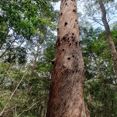 Unidentified Other Tree at Pillar Valley, NSW - 17 Nov 2024 by Topwood