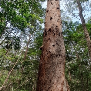 Unidentified Other Tree at Pillar Valley, NSW by Topwood