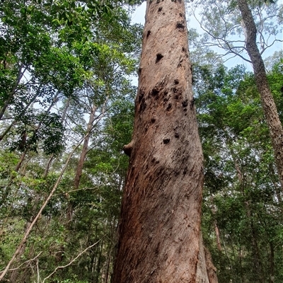 Unidentified Other Tree at Pillar Valley, NSW - 18 Nov 2024 by Topwood