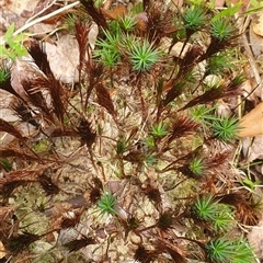 Dawsonia superba at Pillar Valley, NSW - 18 Nov 2024 by Topwood