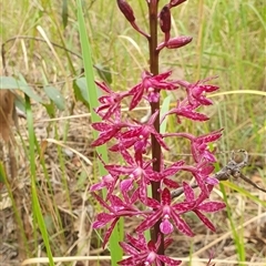 Dipodium punctatum at Pillar Valley, NSW - 18 Nov 2024 by Topwood