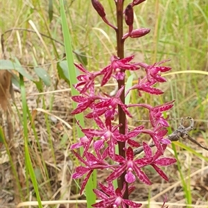 Dipodium punctatum at Pillar Valley, NSW - suppressed