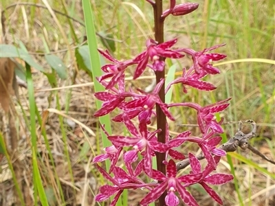 Unidentified Other Wildflower or Herb at Pillar Valley, NSW - 18 Nov 2024 by Topwood