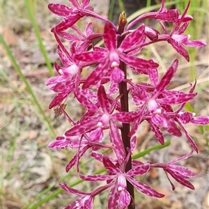 Dipodium punctatum at Pillar Valley, NSW - suppressed