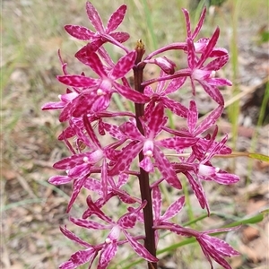 Dipodium punctatum at Pillar Valley, NSW - suppressed