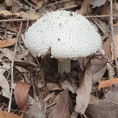 Amanita sp. (Amanita sp.) at Pillar Valley, NSW - 18 Nov 2024 by Topwood