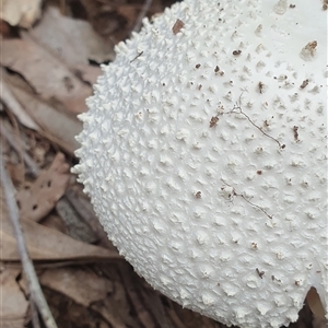 Amanita sp. at Pillar Valley, NSW - 18 Nov 2024 11:55 AM