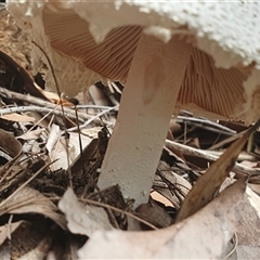 Amanita sp. at Pillar Valley, NSW - 18 Nov 2024 11:55 AM