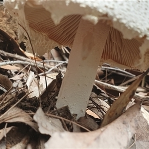 Amanita sp. at Pillar Valley, NSW - 18 Nov 2024 11:55 AM