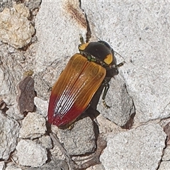 Temognatha variabilis (Variable jewel beetle) at Pillar Valley, NSW - 18 Nov 2024 by Topwood