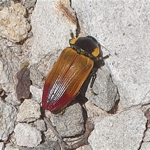 Unidentified Beetle (Coleoptera) at Pillar Valley, NSW by Topwood