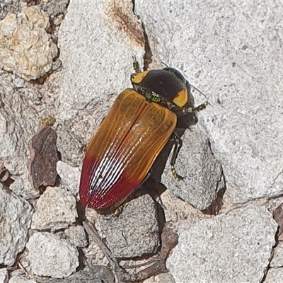 Unidentified Beetle (Coleoptera) at Pillar Valley, NSW - 18 Nov 2024 by Topwood