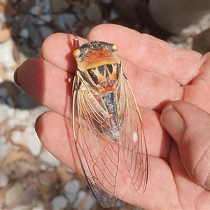 Thopha saccata at Pillar Valley, NSW - 18 Nov 2024 12:25 PM