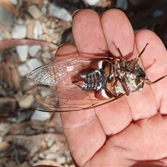 Thopha saccata at Pillar Valley, NSW - 18 Nov 2024