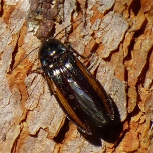 Unidentified Click beetle (Elateridae) at West Hobart, TAS by VanessaC