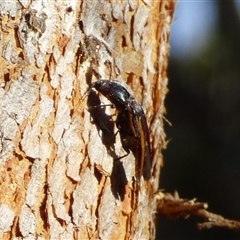Crepidomenus decoratus at West Hobart, TAS - 18 Nov 2024 04:55 PM