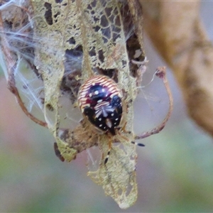 Anischys luteovarius at West Hobart, TAS by VanessaC