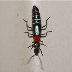 Carphurus sp. (genus) (Soft-winged flower beetle) at Freshwater Creek, VIC - 10 Nov 2024 by WendyEM