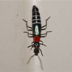 Carphurus sp. (genus) (Soft-winged flower beetle) at Freshwater Creek, VIC by WendyEM