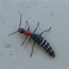 Carphurus sp. (genus) at Freshwater Creek, VIC - 10 Nov 2024 02:10 PM