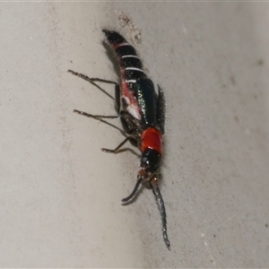 Carphurus sp. (genus) at Freshwater Creek, VIC - 10 Nov 2024 02:10 PM