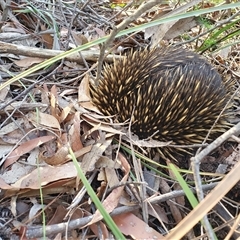 Tachyglossus aculeatus (Short-beaked Echidna) at Penrose, NSW - 18 Nov 2024 by Aussiegall