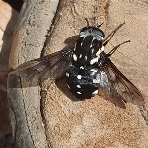 Triclista guttata (March or Horse Fly) at Pillar Valley, NSW by Topwood