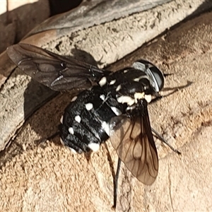 Triclista guttata at Pillar Valley, NSW - 18 Nov 2024