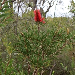 Callistemon citrinus (Crimson Bottlebrush) at Tianjara, NSW - 16 Nov 2024 by Clarel