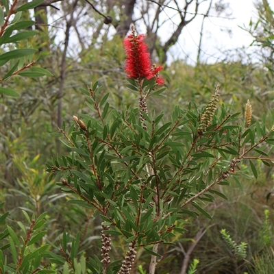 Melaleuca citrina (Crimson Bottlebrush) at Tianjara, NSW - 16 Nov 2024 by Clarel