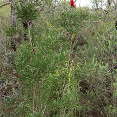 Melaleuca citrina at Tianjara, NSW - 16 Nov 2024