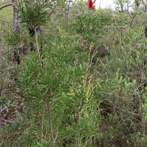 Callistemon citrinus at Tianjara, NSW - 16 Nov 2024 02:03 PM