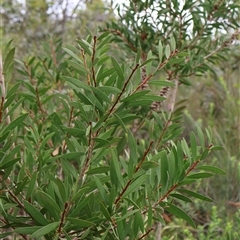 Melaleuca citrina at Tianjara, NSW - 16 Nov 2024