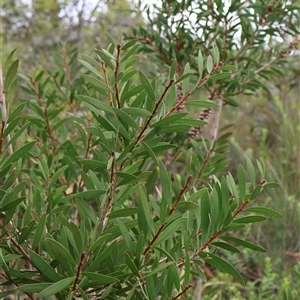 Callistemon citrinus at Tianjara, NSW - 16 Nov 2024 02:03 PM