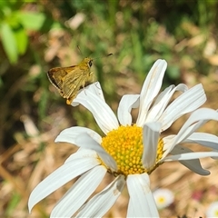 Ocybadistes walkeri (Green Grass-dart) at Isaacs, ACT - 14 Nov 2024 by galah681