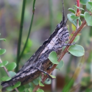 Coryphistes ruricola at Tianjara, NSW - 16 Nov 2024