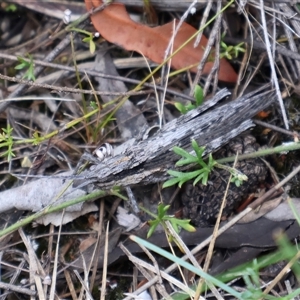 Coryphistes ruricola at Tianjara, NSW - 16 Nov 2024