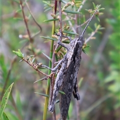 Coryphistes ruricola at Tianjara, NSW - 16 Nov 2024