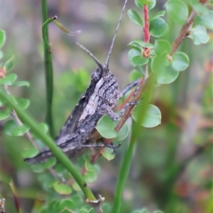 Coryphistes ruricola at Tianjara, NSW - 16 Nov 2024