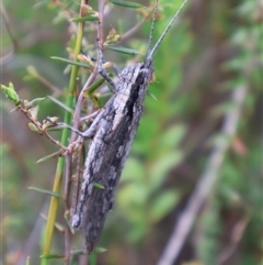 Coryphistes ruricola at Tianjara, NSW - 16 Nov 2024