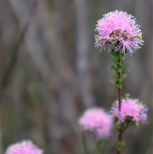 Kunzea capitata at Tianjara, NSW - 16 Nov 2024