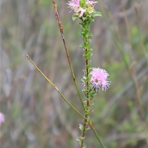 Kunzea capitata at Tianjara, NSW - 16 Nov 2024