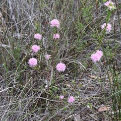 Kunzea capitata at Tianjara, NSW - 16 Nov 2024