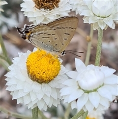 Jalmenus ictinus (Stencilled Hairstreak) at Yarralumla, ACT - 12 Nov 2024 by galah681