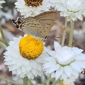 Jalmenus ictinus (Stencilled Hairstreak) at Yarralumla, ACT by galah681