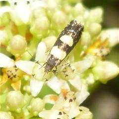 Glyphipterix chrysoplanetis (A Sedge Moth) at Freshwater Creek, VIC - 10 Nov 2024 by WendyEM