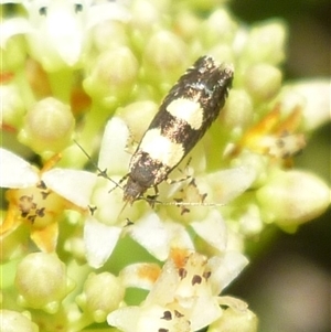 Glyphipterix chrysoplanetis at Freshwater Creek, VIC - 10 Nov 2024 12:45 PM