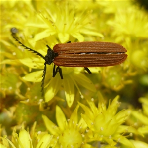 Porrostoma rhipidium (Long-nosed Lycid (Net-winged) beetle) at Freshwater Creek, VIC by WendyEM