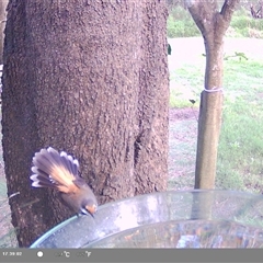 Rhipidura rufifrons at Shark Creek, NSW - 14 Nov 2024 10:21 AM